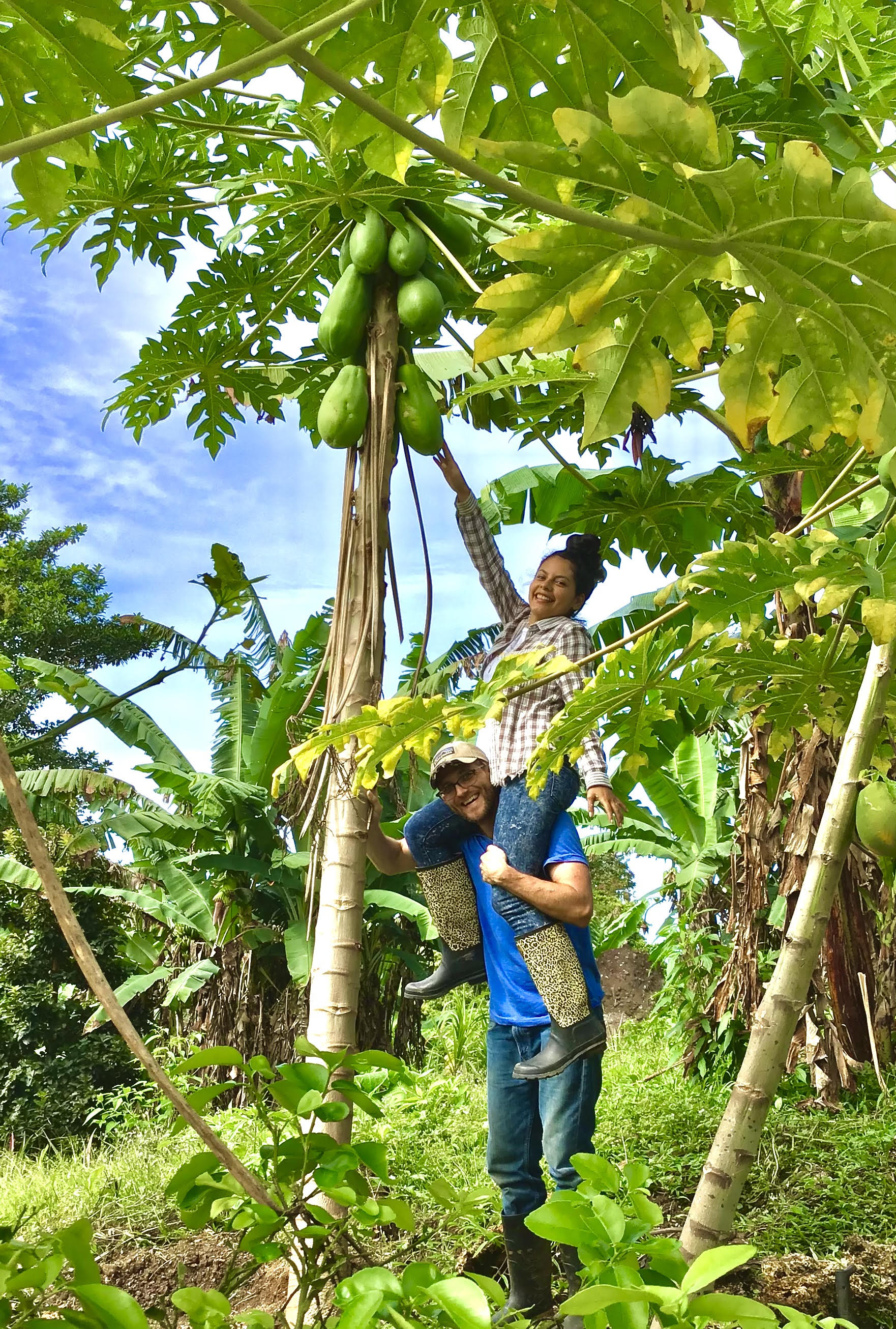 Papaya Plantation